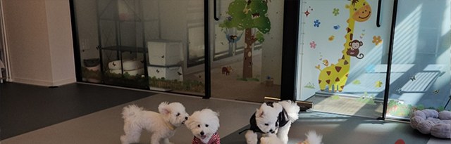 주주개린이집 유치원 시간에 실내에서 지내는 소형견들