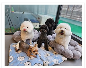 주주개린이집 개별 호텔장에서 쉬고 있는 강아지들